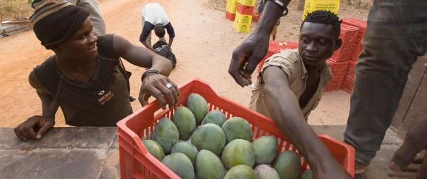 Dans la filière export de la mangue, les fruits sont mis en caisse pour éviter les chocs pendant le transport vers la station de conditionnement © R. Belmin, Cirad